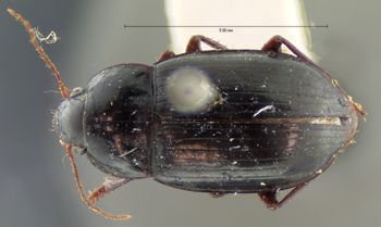 Media type: image;   Entomology 5688 Aspect: habitus dorsal view